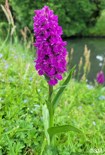 Dactylorhiza purpurella