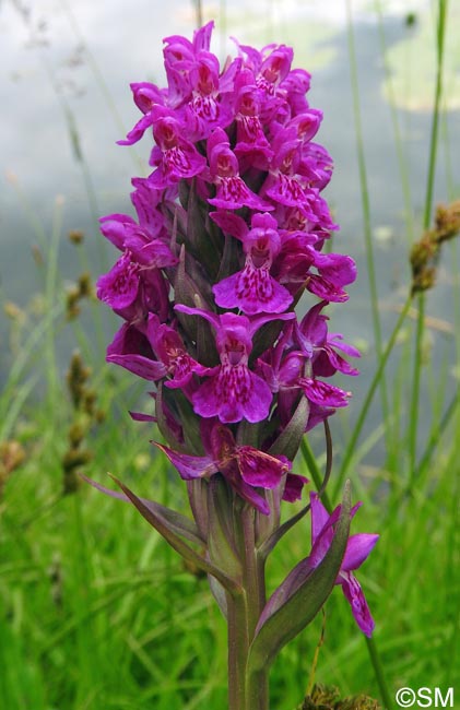 Dactylorhiza purpurella