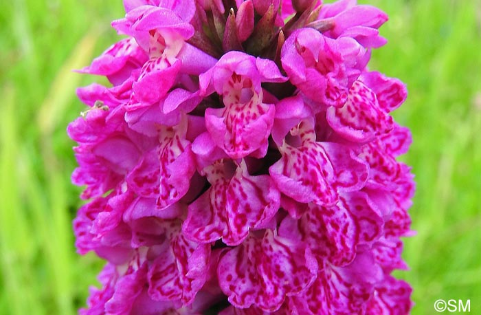 Dactylorhiza purpurella