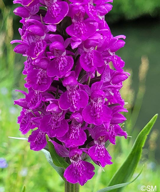 Dactylorhiza purpurella