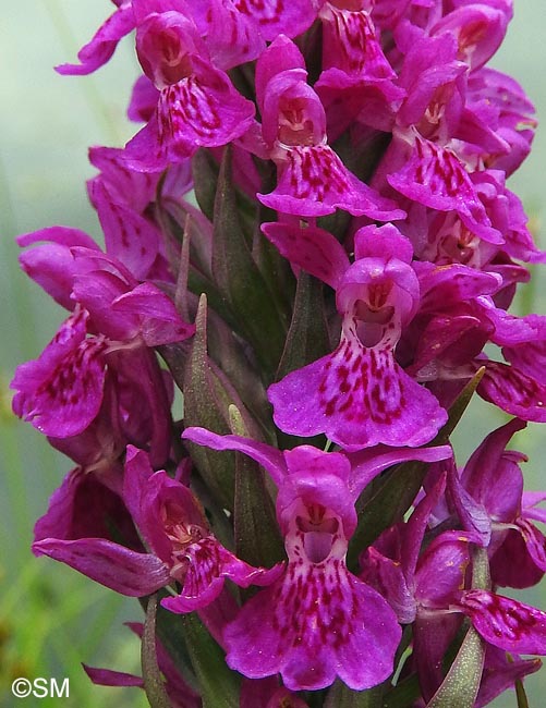 Dactylorhiza purpurella