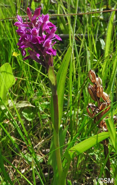 Dactylorhiza traunsteinerioides