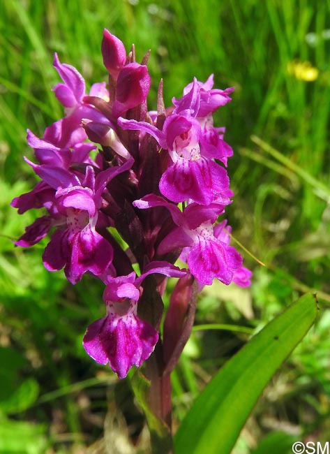 Dactylorhiza traunsteinerioides