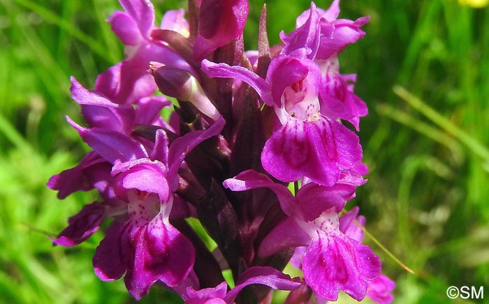 Dactylorhiza traunsteinerioides