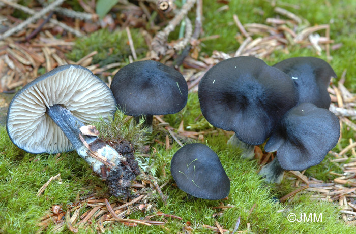 Entoloma nitidum 