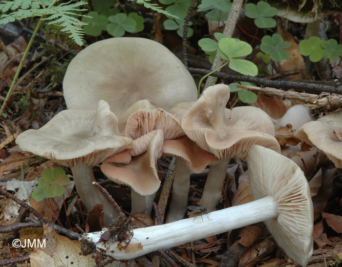 Entoloma rhodopolium