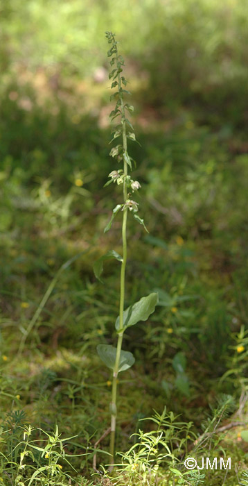 Epipactis distans