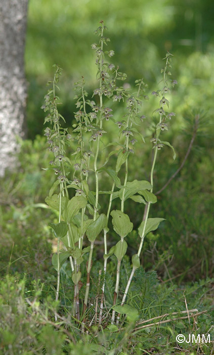 Epipactis distans