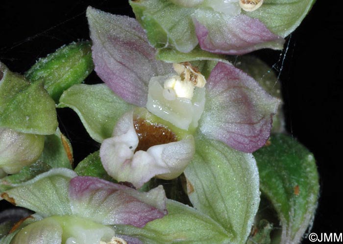 Epipactis distans