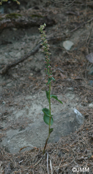 Epipactis distans