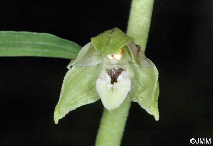 Epipactis distans