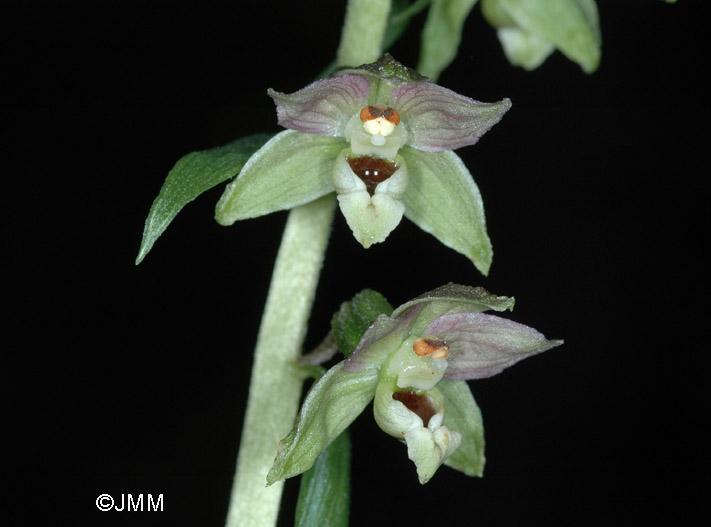 Epipactis distans