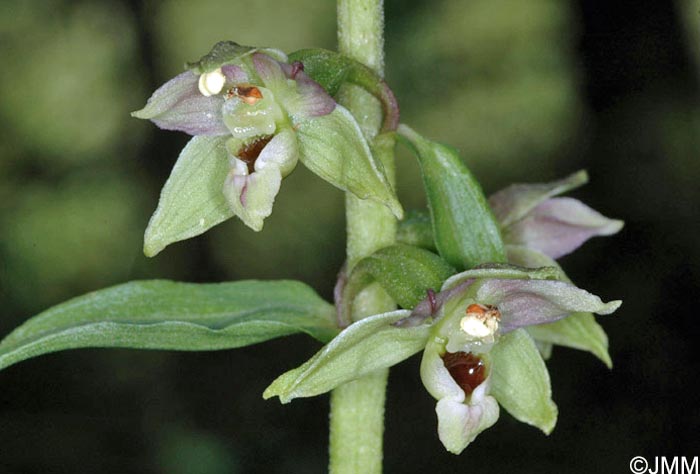 Epipactis distans