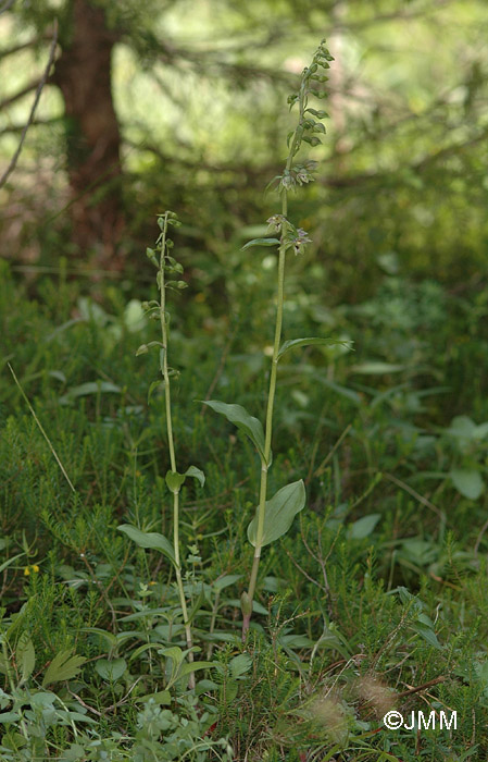 Epipactis distans