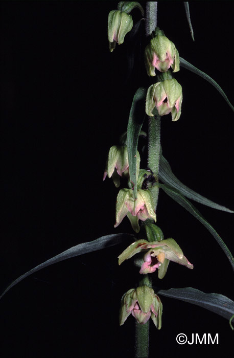 Epipactis greuteri var. preinensis 