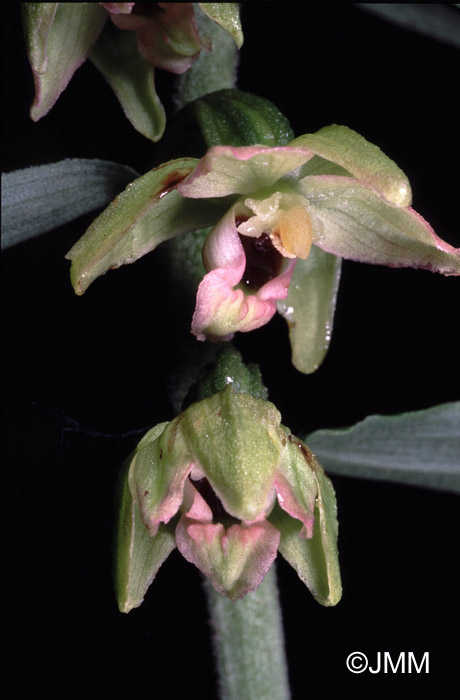 Epipactis greuteri var. preinensis 