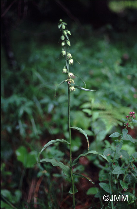 Epipactis greuteri var. preinensis 