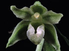 Epipactis fageticola