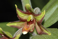 Epipactis veratrifolia 