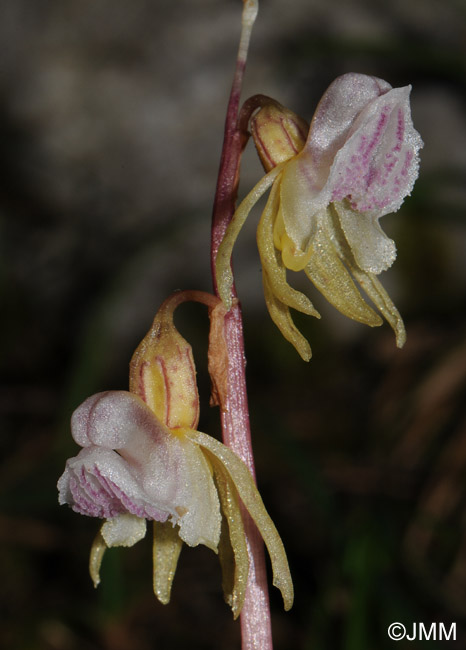 Epipogium aphyllum