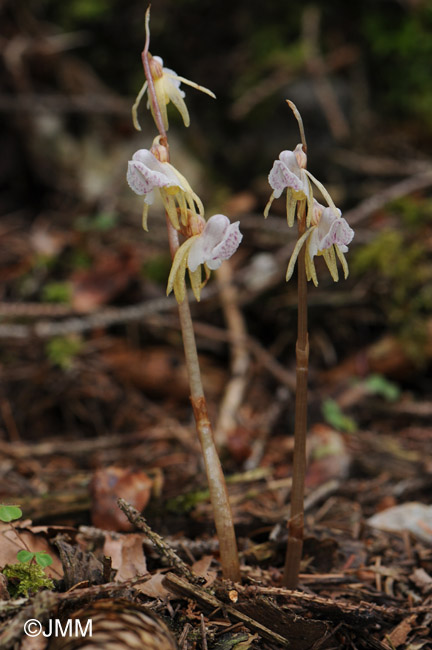 Epipogium aphyllum