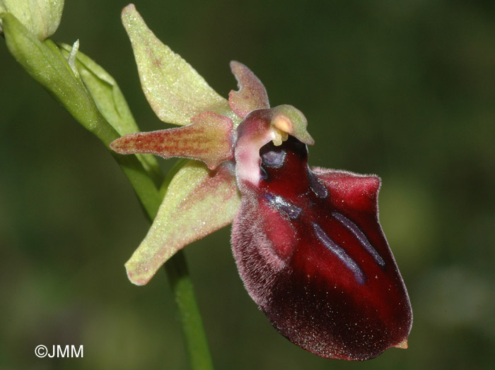 Ophrys helenae x leucophtalma