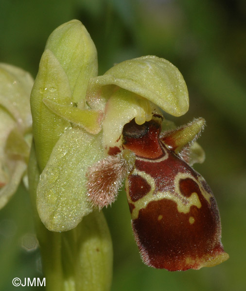 Ophrys attica