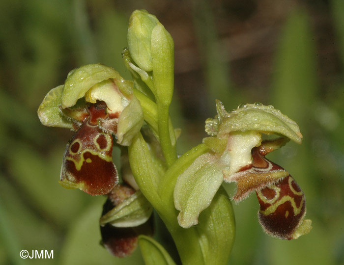 Ophrys attica