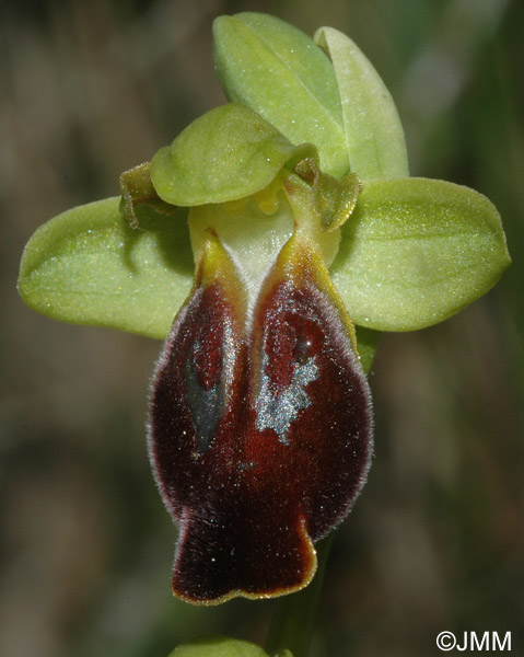 Ophrys calocaerina