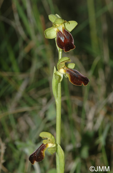 Ophrys calocaerina