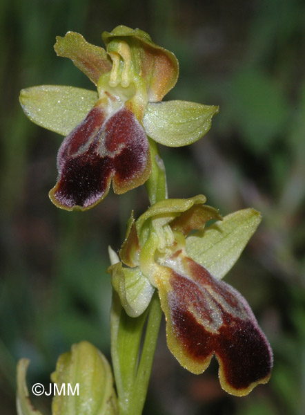 Ophrys calocaerina