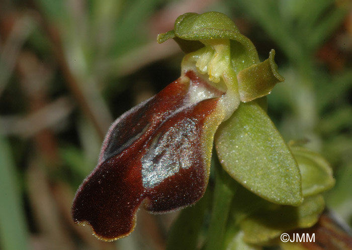 Ophrys calocaerina