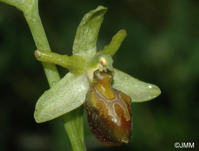 Ophrys cephalonica