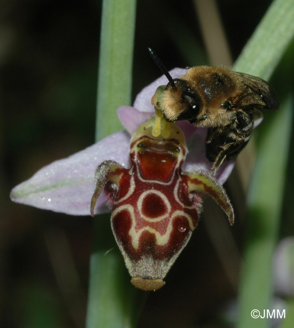 Ophrys cerastes 