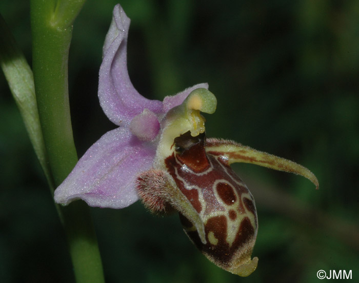 Ophrys cerastes 