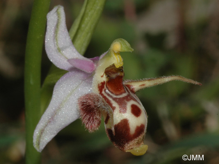 Ophrys cerastes 