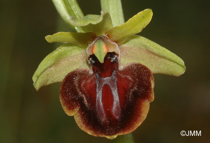 Ophrys epirotica