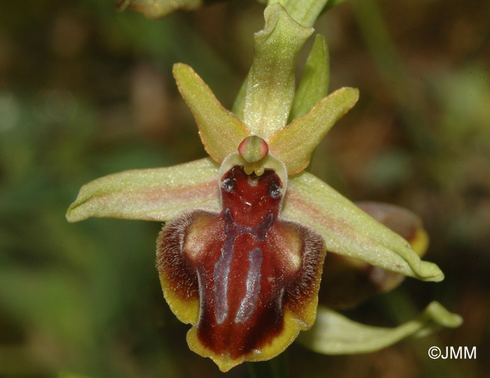 Ophrys epirotica