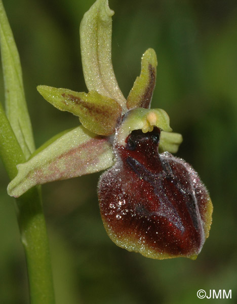 Ophrys epirotica