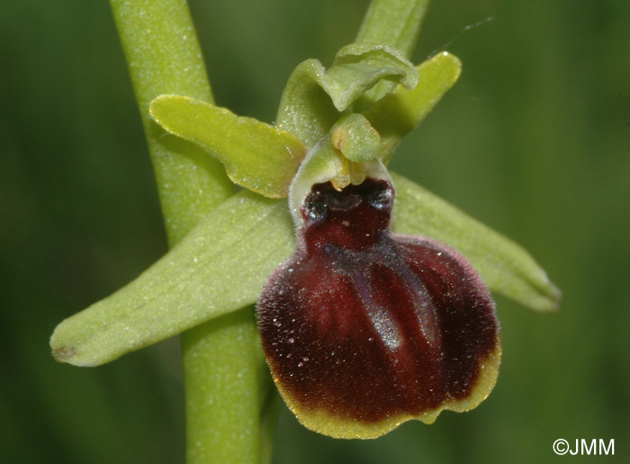 Ophrys epirotica