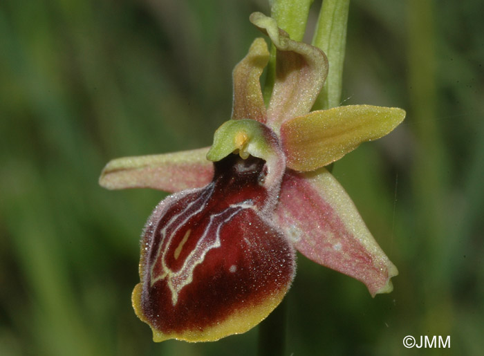 Ophrys epirotica