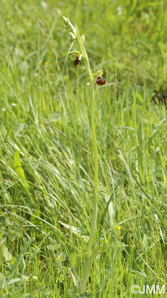 Ophrys epirotica