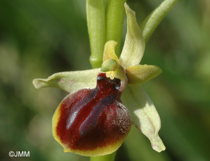 Ophrys epirotica