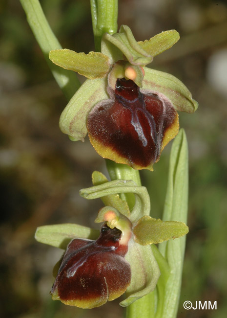 Ophrys epirotica