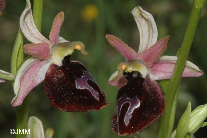 Ophrys ferrum-equinum