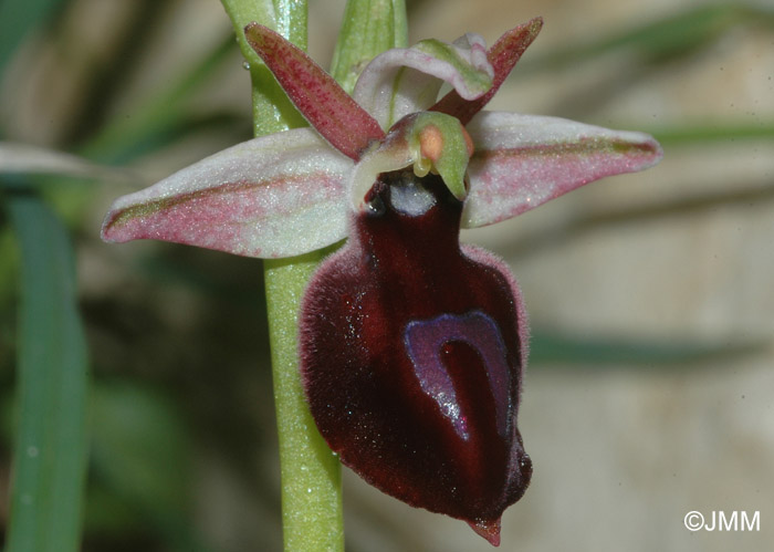 Ophrys ferrum-equinum