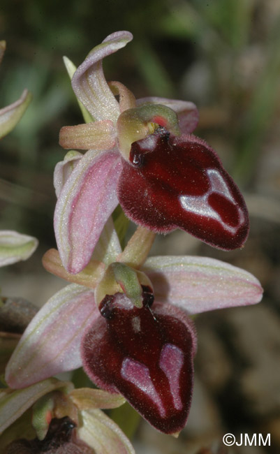 Ophrys gottfriediana