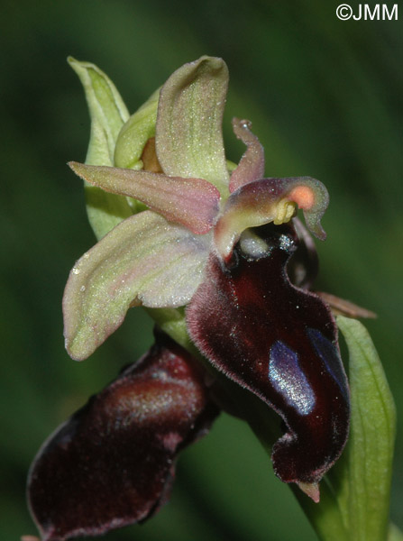 Ophrys gottfriediana