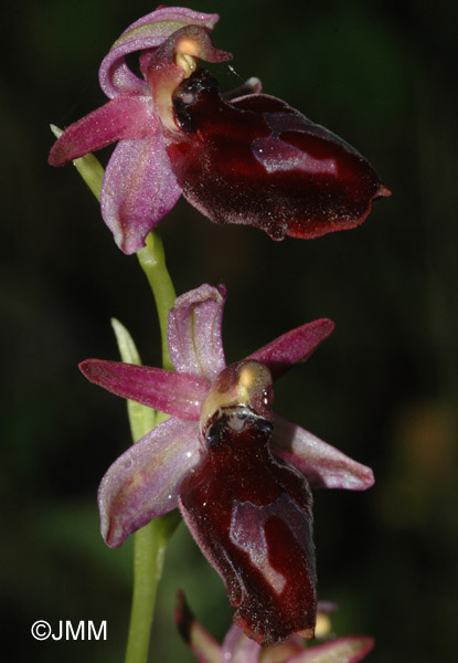 Ophrys gottfriediana