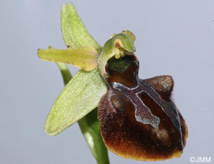 Ophrys grammica